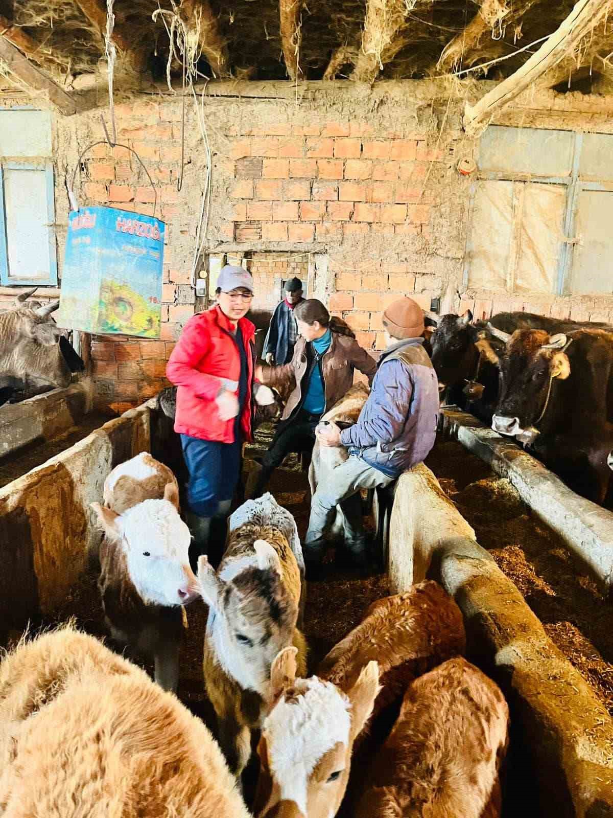 AFYONKARAHİSAR’IN SANDIKLI İLÇESİNDE BÜYÜKBAŞ