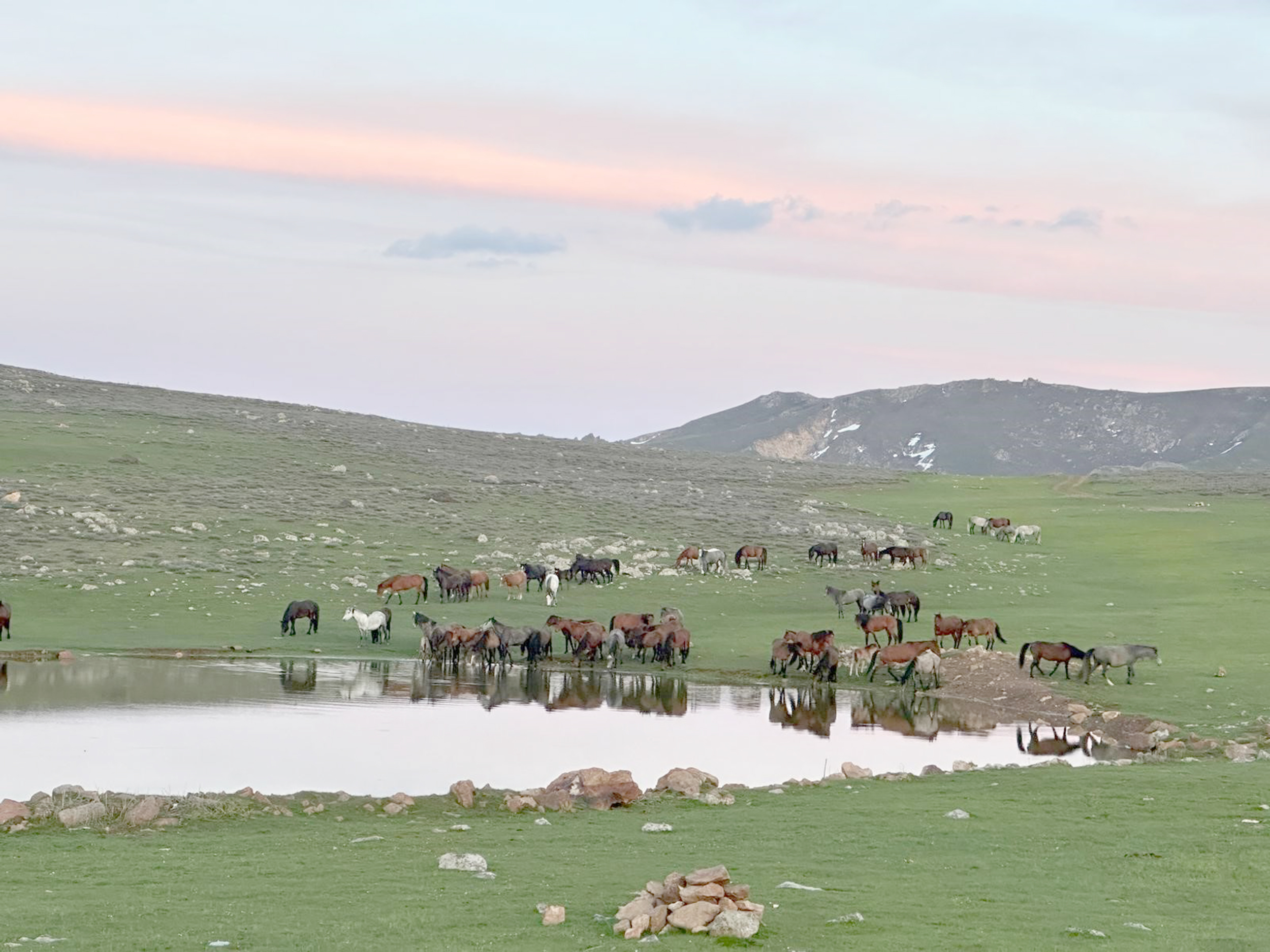 Ürkeklikleri ile bilinen yılkı