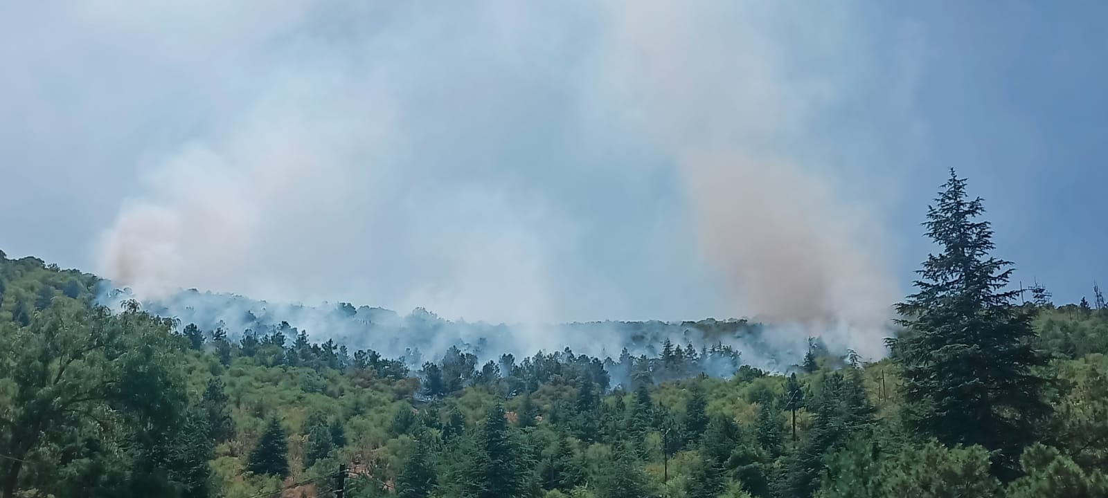 Afyonkarahisar‘da çam ve badem