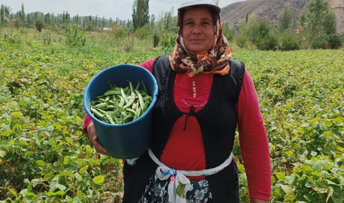 Afyonkarahisar’ın Şuhut ilçesinde hasadı