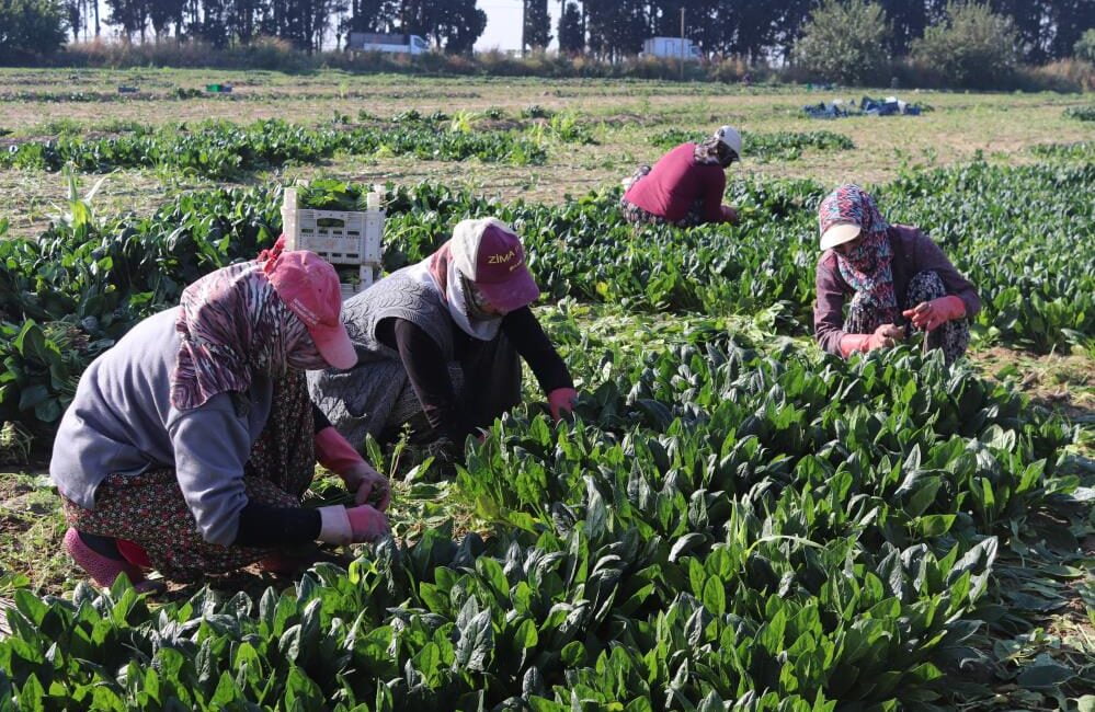 İzmir’in Menemen ilçesinde binlerce