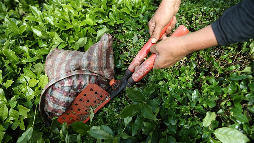 Çay ihracatı yüzde 23 fazla kazandırdı