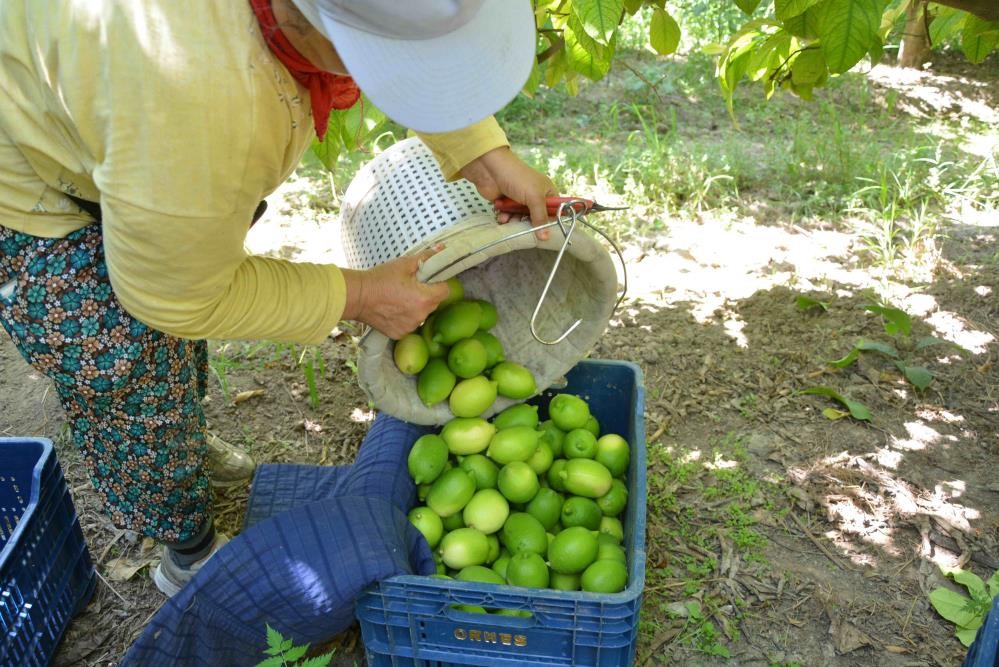 Limon hasadı başladı