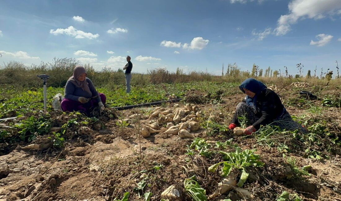 Afyonkarahisar’da şeker pancarı hasadı