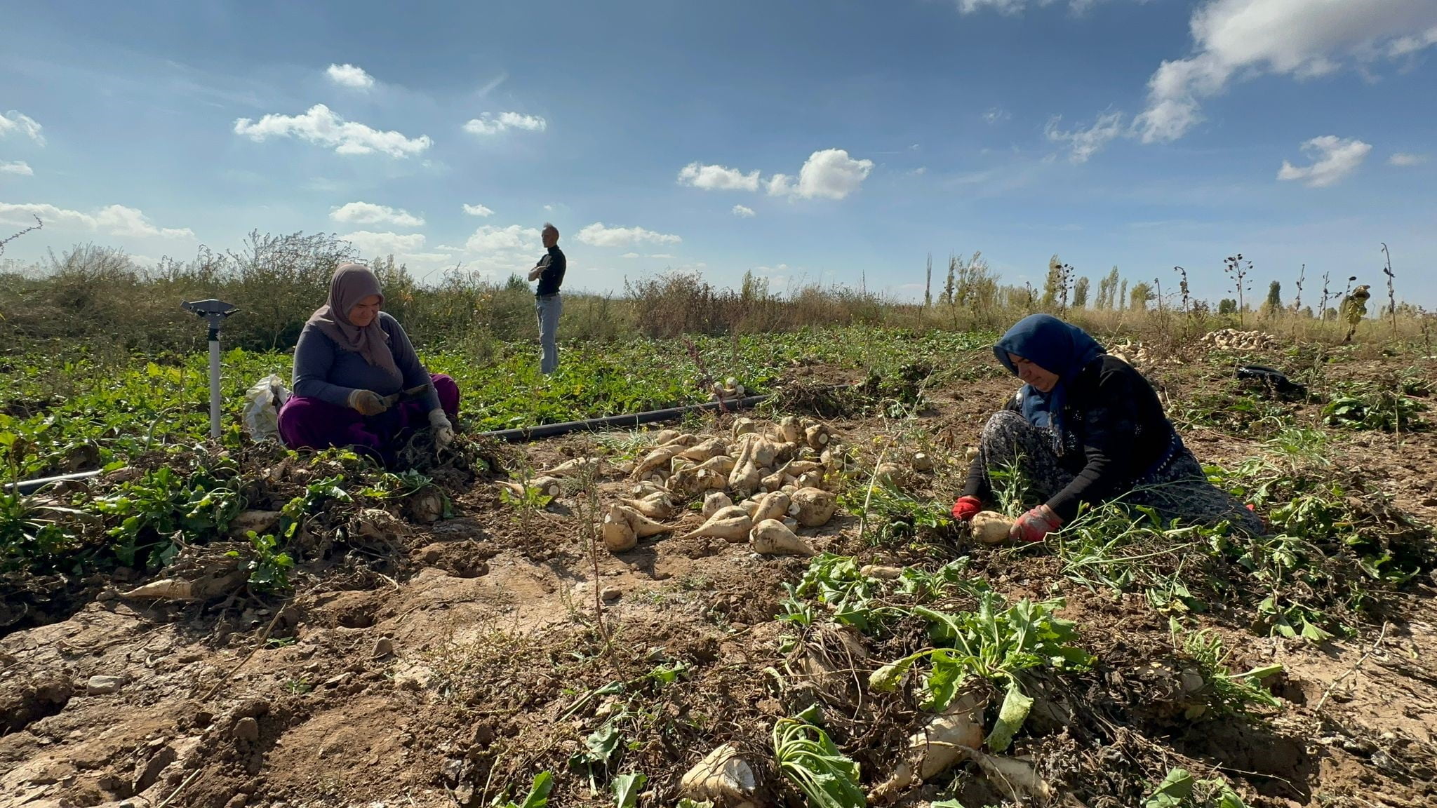 Pancar söküm sezonu sürüyor