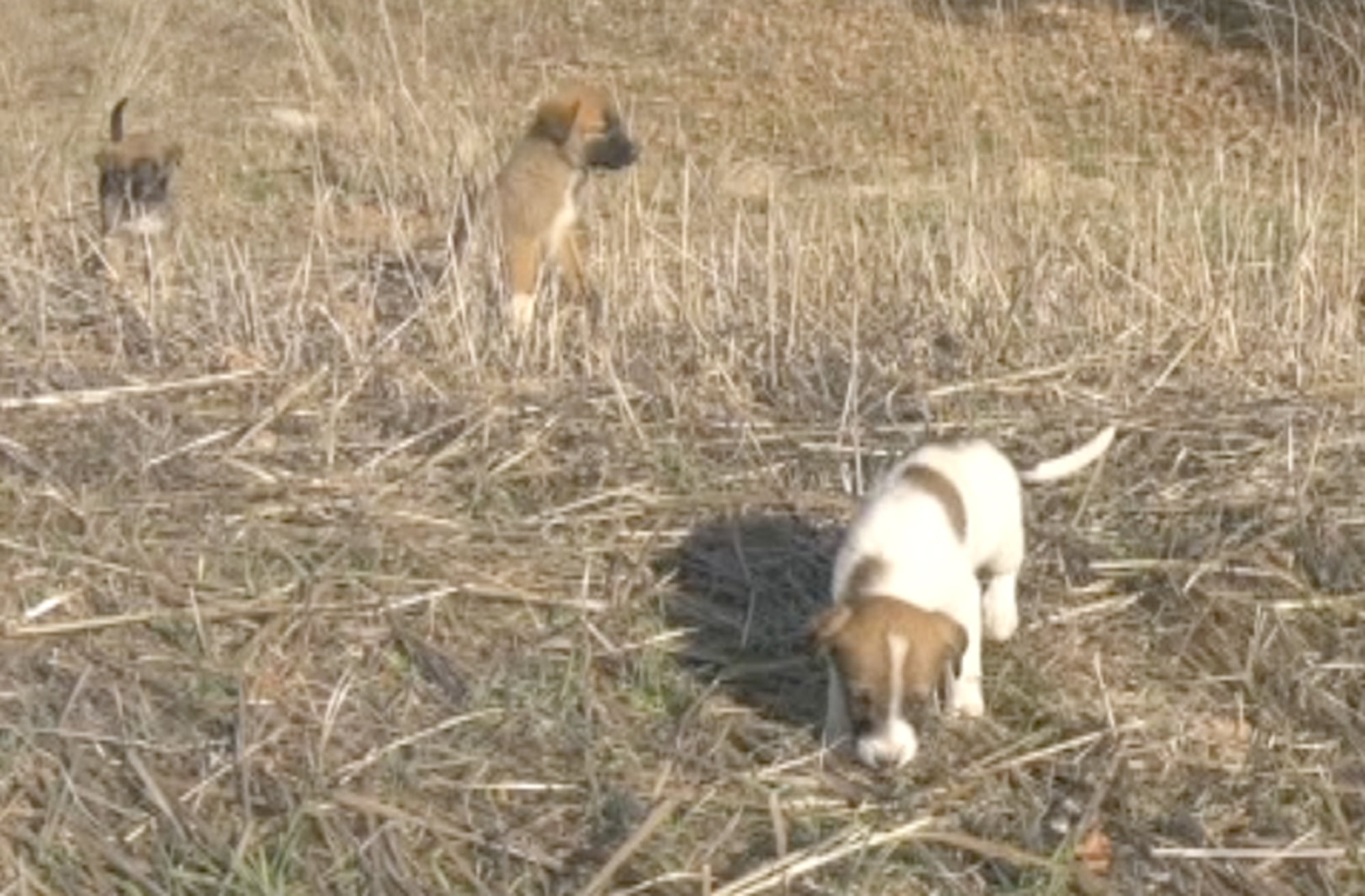 “Ölüme terk edilen köpekler yardım bekliyor”