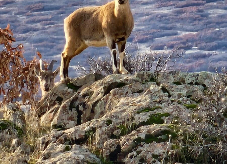 Elazığ’da koruma altında bulunan