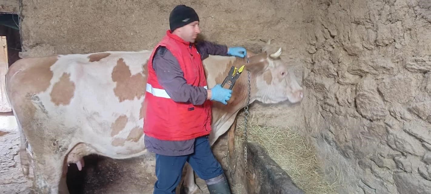 Afyonkarahisar’da şap aşılaması devam ediyor