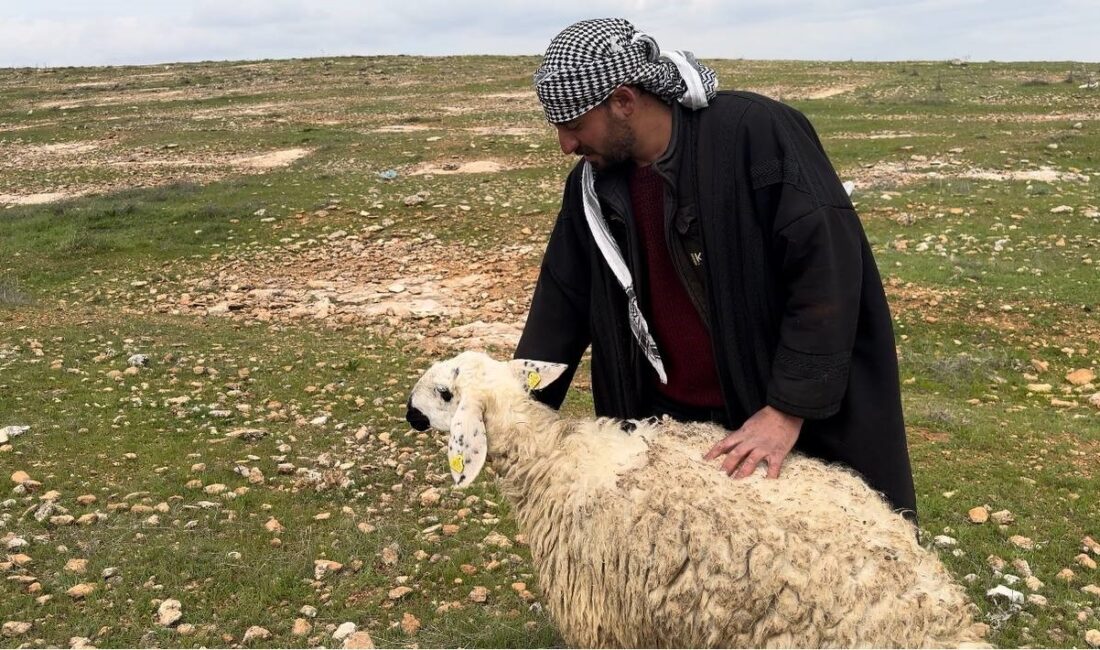 Diğer ırklardan farklı olduğu