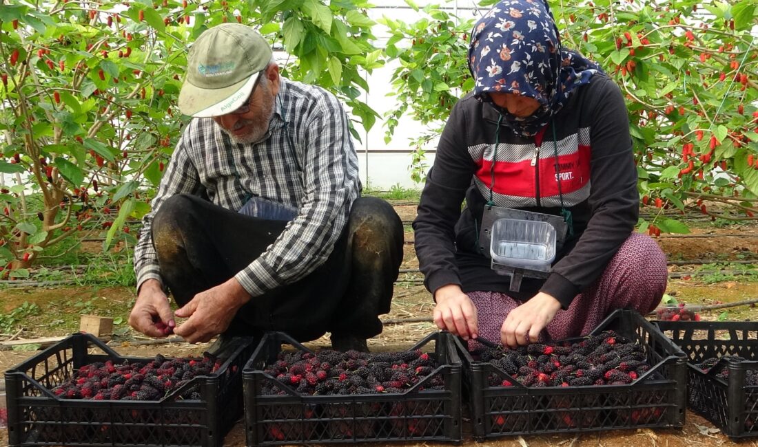 Mersin’de örtü altında yetiştirilen