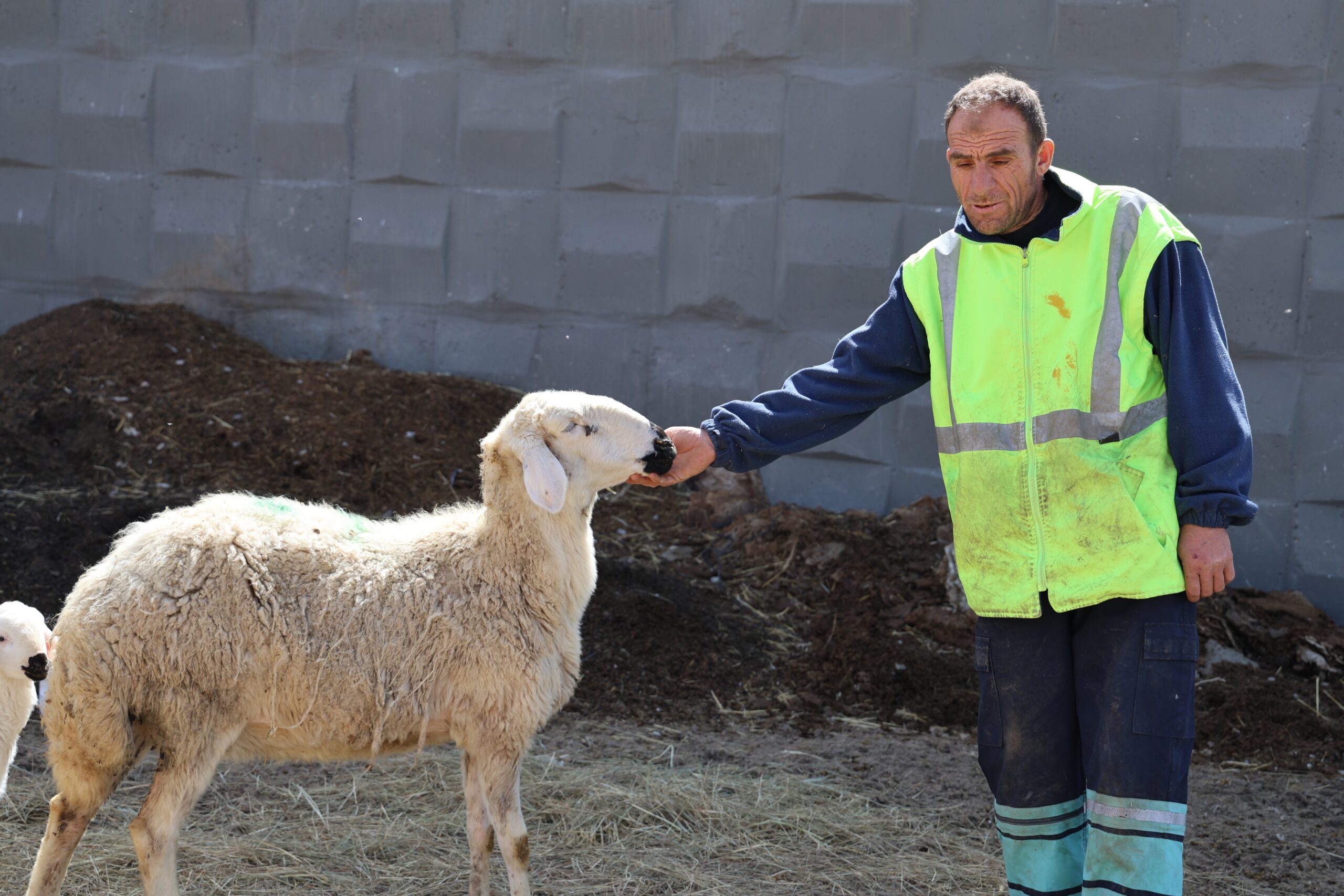 42 bin lira maaş, ile çoban bulunamıyor!