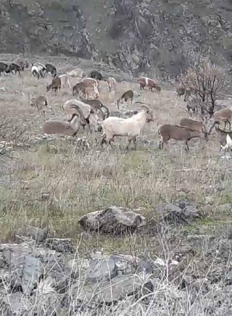 Elazığ’ın Sivrice ilçesine bağlı