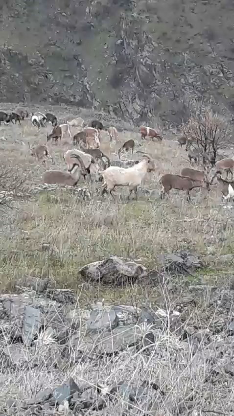 Dağ keçileri görenleri şaşırttı