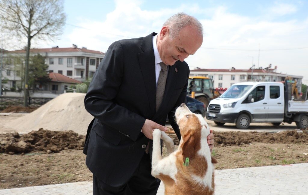 Düzce Belediyesi, başıboş ve