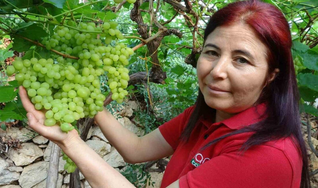 Türkiye’nin yaş sebze ve