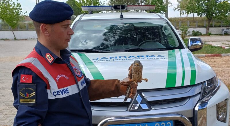 Nesli tükenmek üzere olan doğan kuşu yaralı halde bulundu