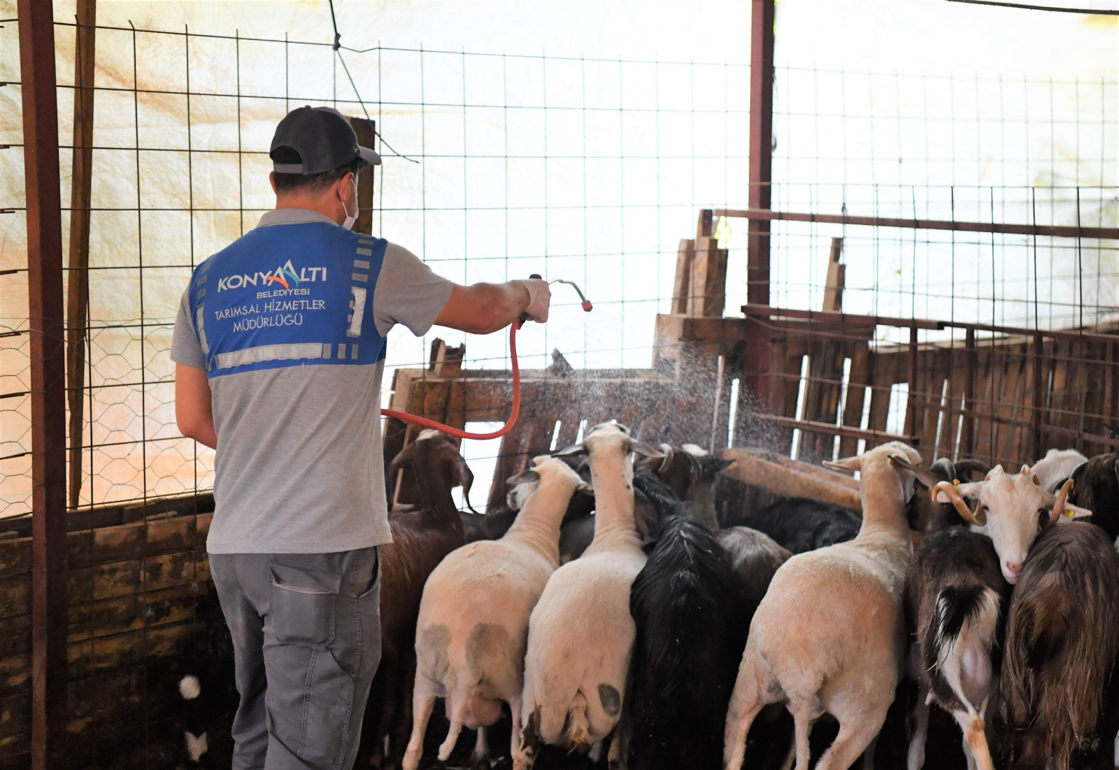 Konyaaltı’nda hayvan yetiştiricilerine ilaçlama desteği