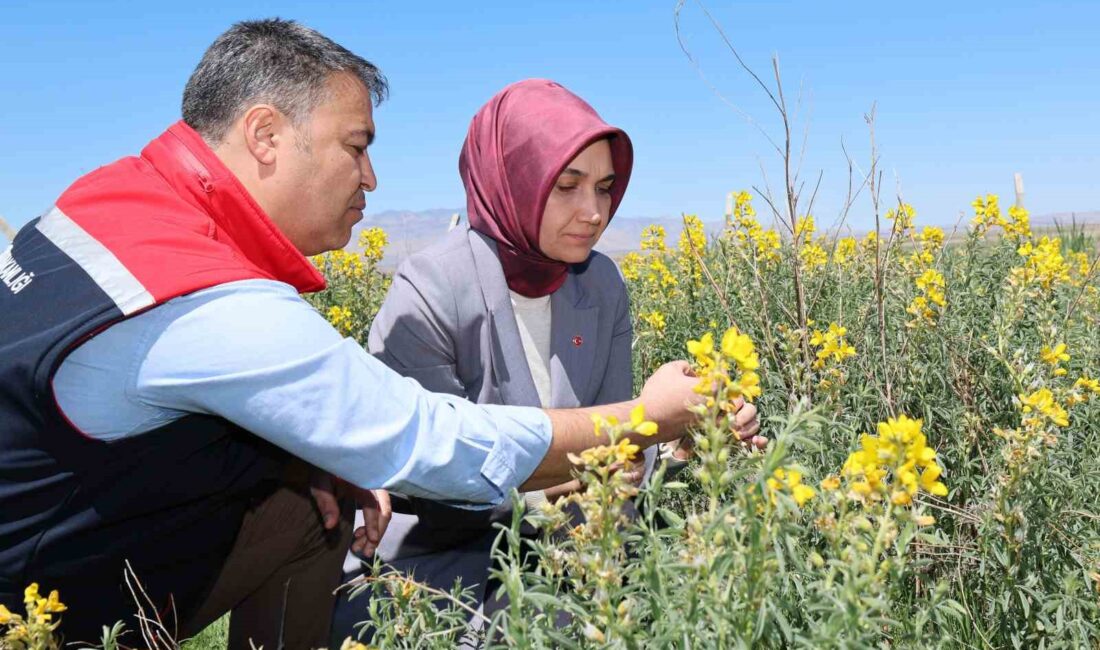 AFYONKARAHİSAR’IN BOLVADİN İLÇESİNDE EBER