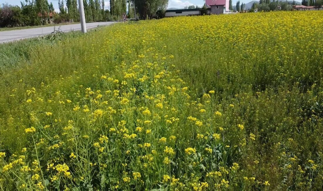 Afyonkarahisar’ın Şuhut ilçesinde ilk