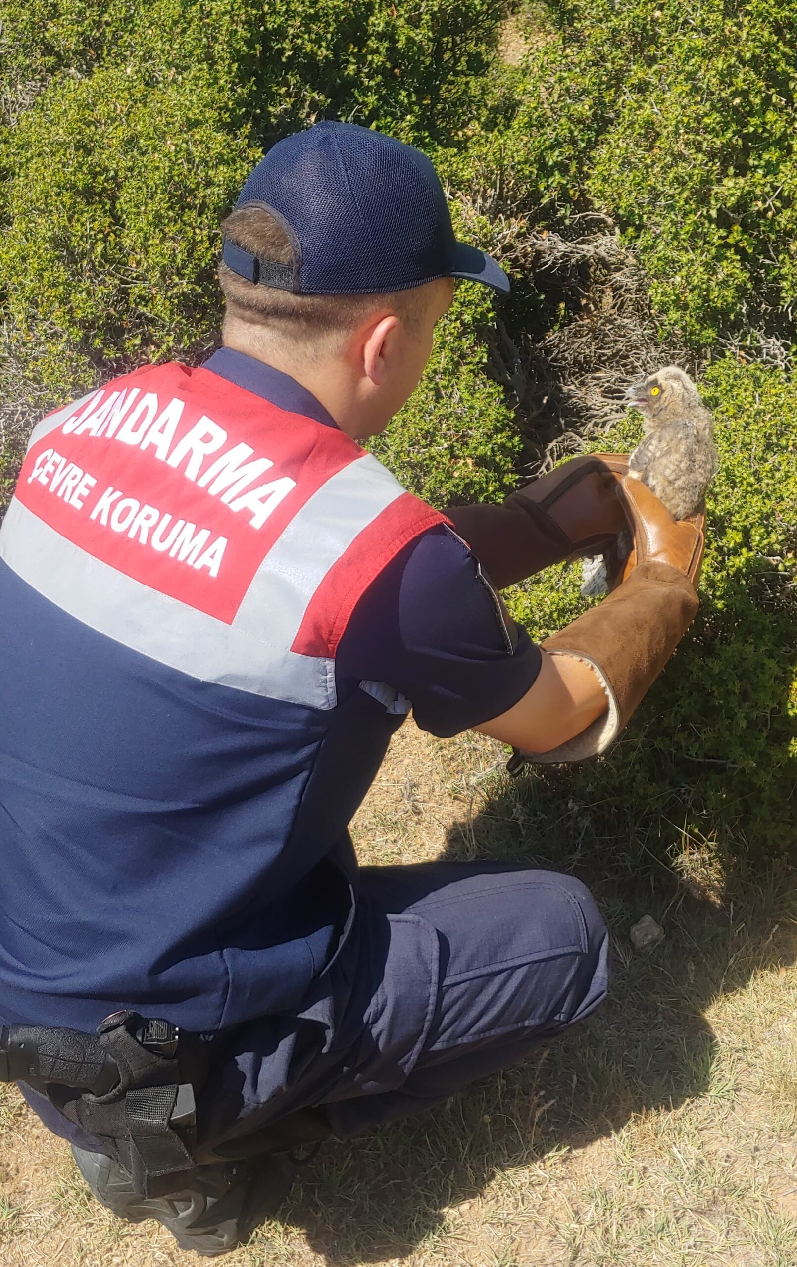 Afyonkarahisar’da yaralı bulunan baykuş tedavi altına alındı