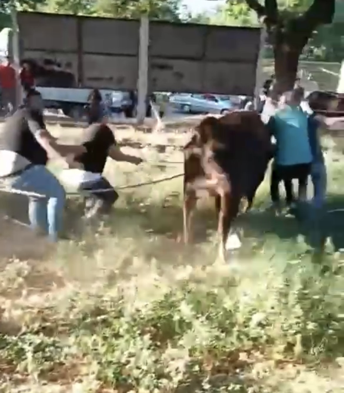 Kurbanlık danayı zapt etmeye çalıştılar