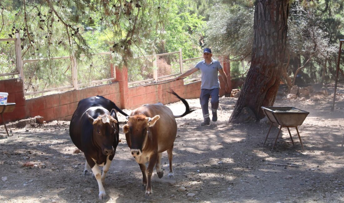 Antalya Büyükşehir Belediyesi, bu