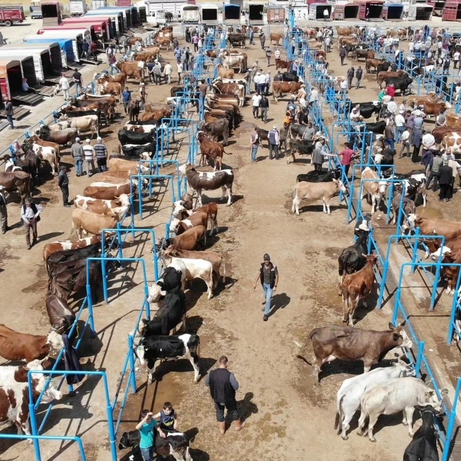 Afyonkarahisar’da ki hayvan pazarlarında kurbanlık denetimleri sürüyor