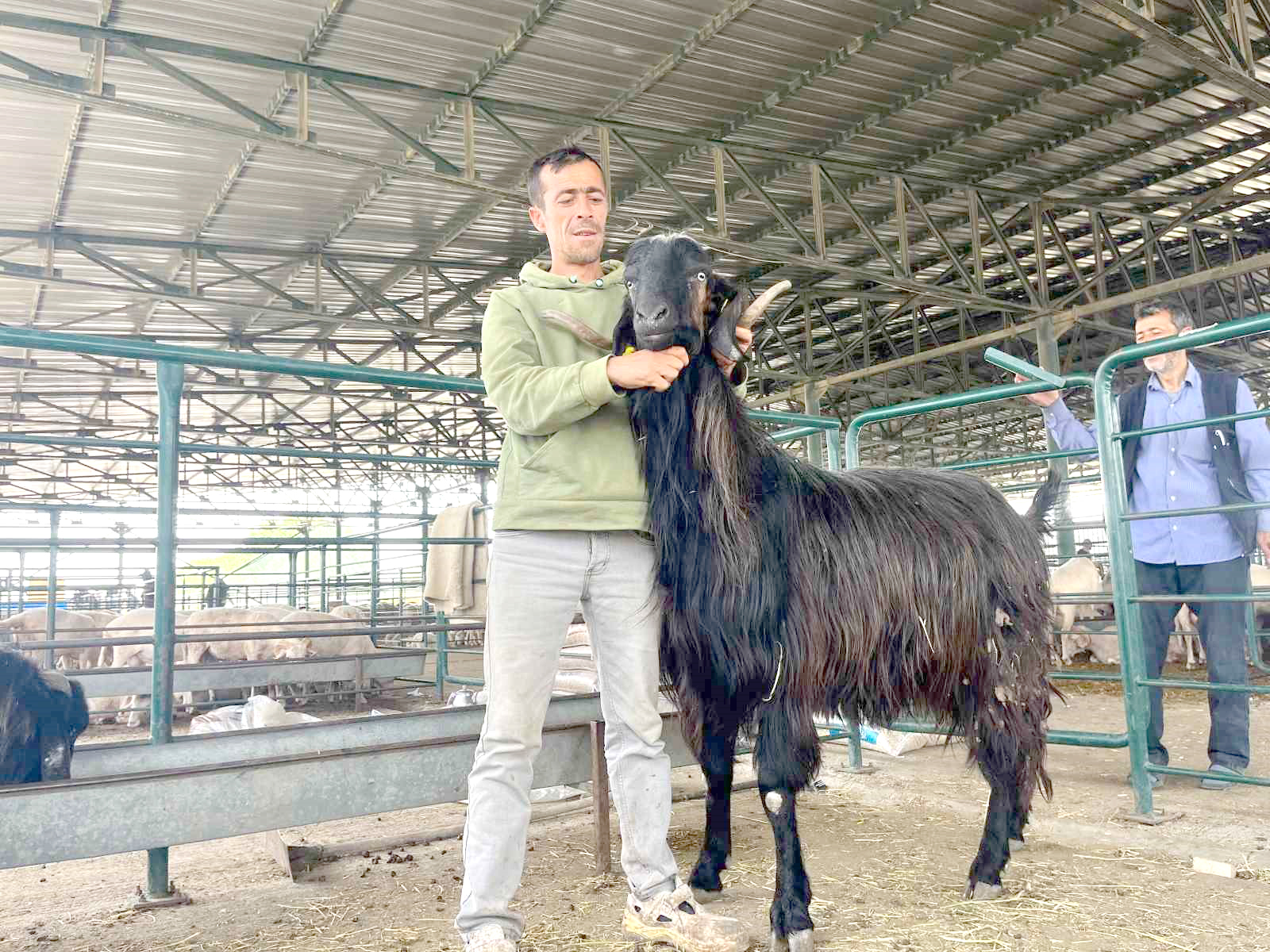 150 kiloluk keçi büyükbaşlara rakip oldu