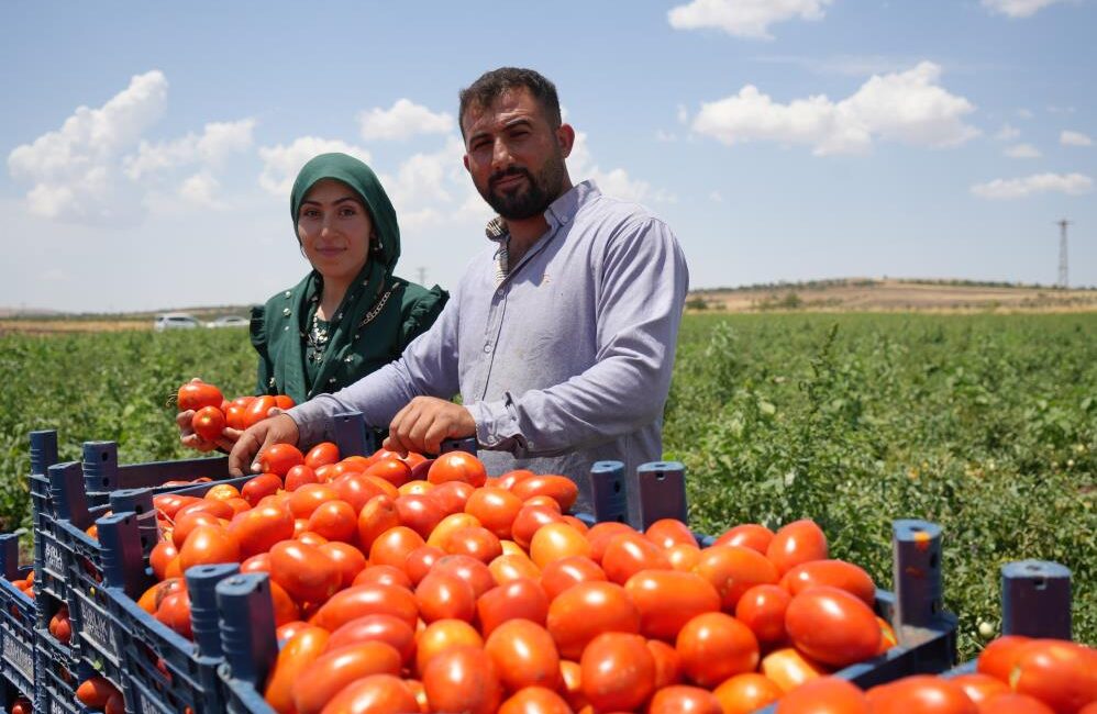 Kilis’te hasadına başlanan domates