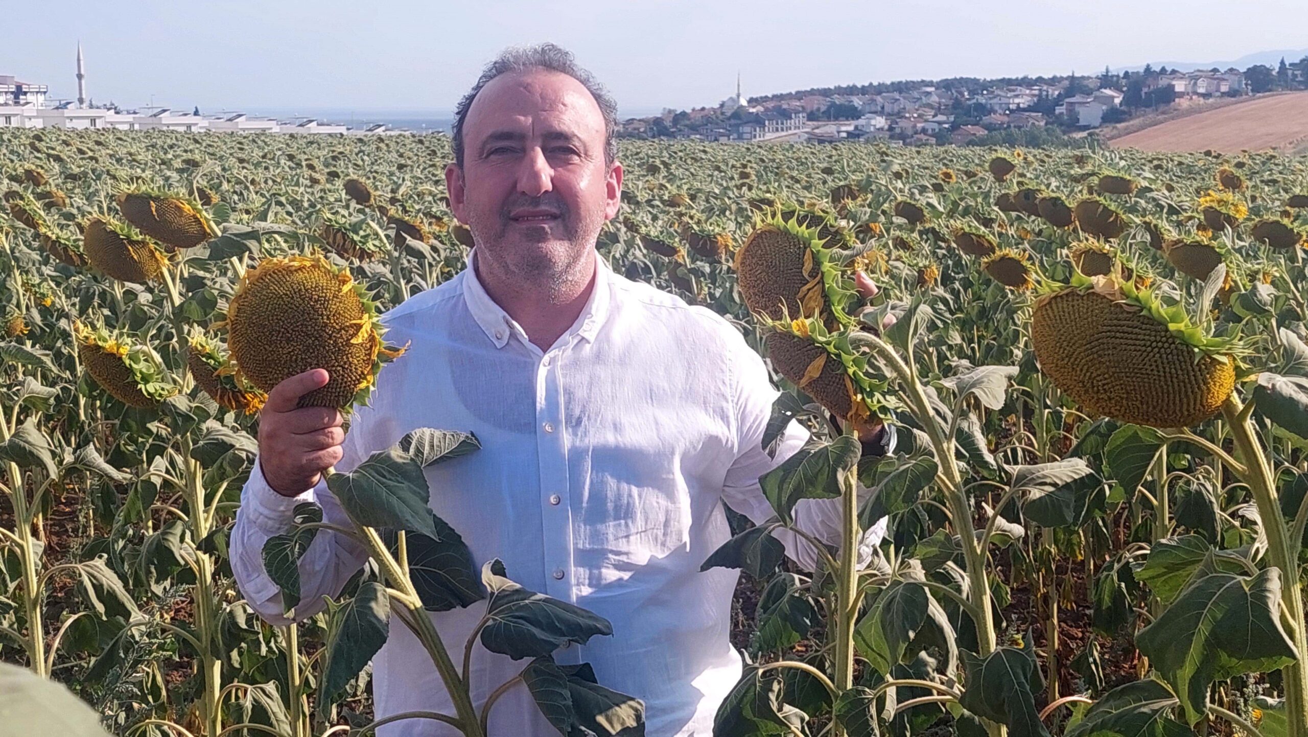 Yerli ayçiçeği kuraklığa meydan okuyor: Uluslararası tohum firmaları şokta