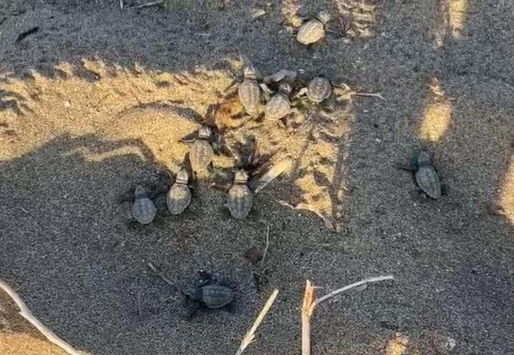 Caretta caretta sayısında rekor kırıldı