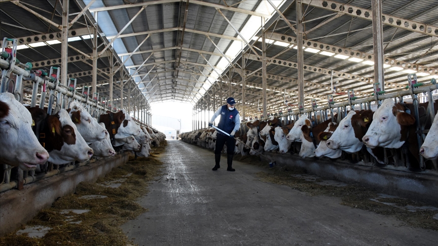 İnek sütü üretimi en  yüksek seviyeye ulaştı