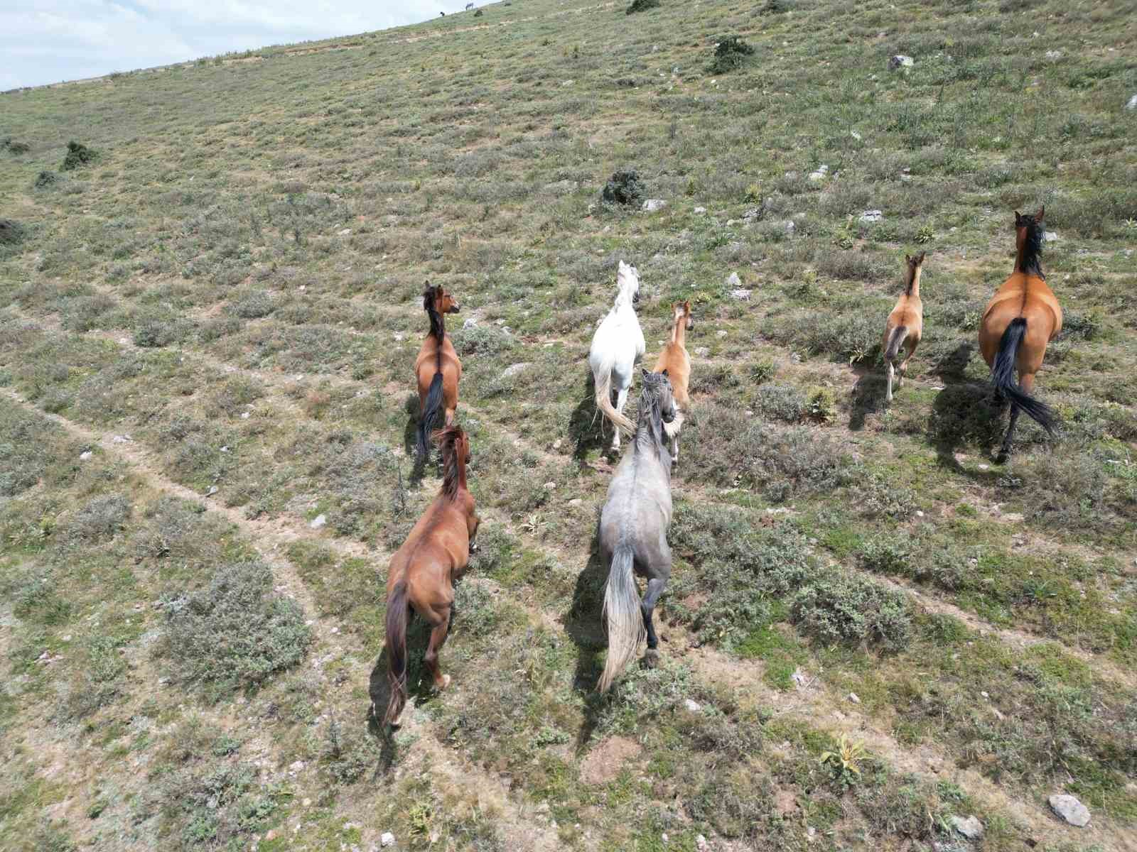 Yılkı atları havadan görüntülendi!