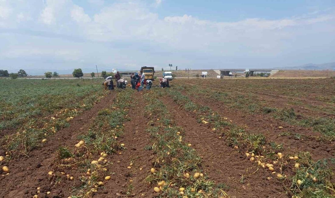 Afyonkarahisar’ın Sandıklı ilçesinde 800’ün