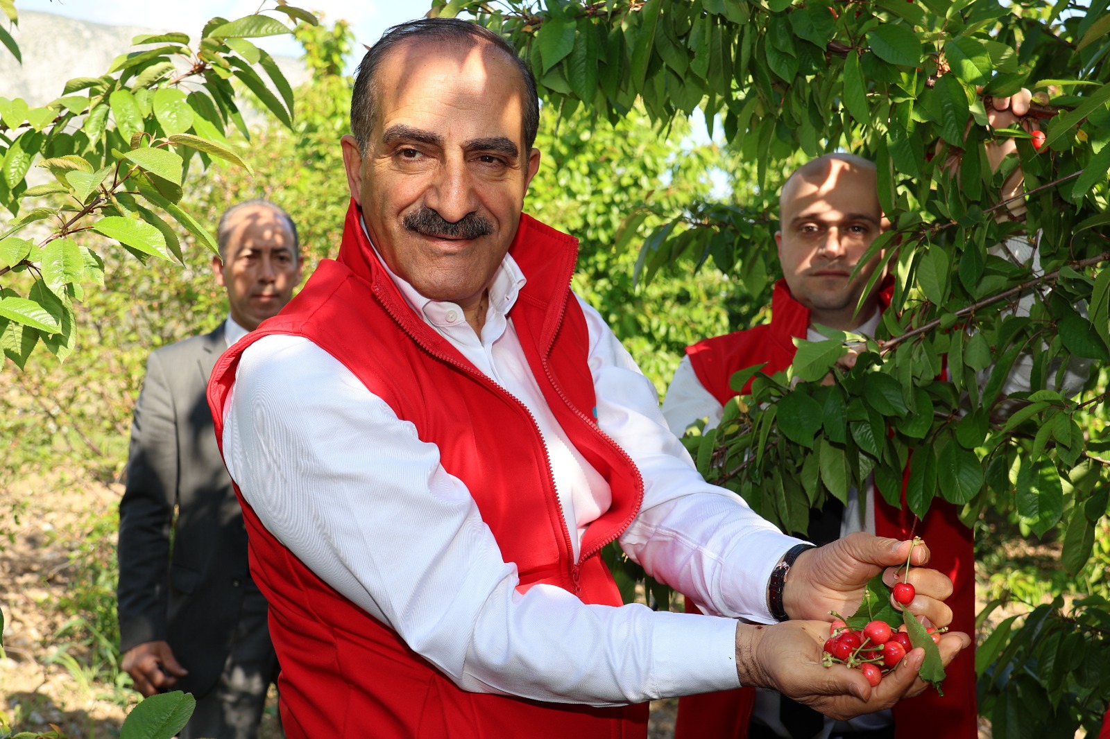 Kiraz ihracatı 209  milyon dolara ulaştı