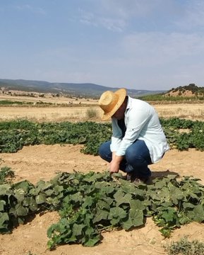 Dazkırı İlçe Tarım ve