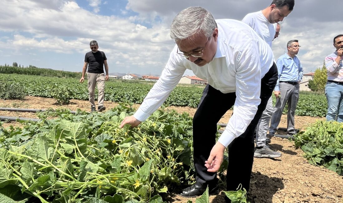   Salatalık alımı konusunda