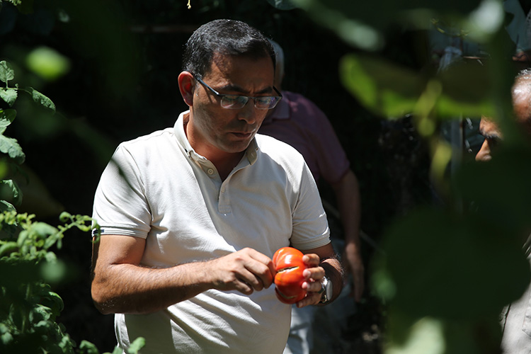 Ata tohumu zincirleme  üretimle çoğaltılıyor