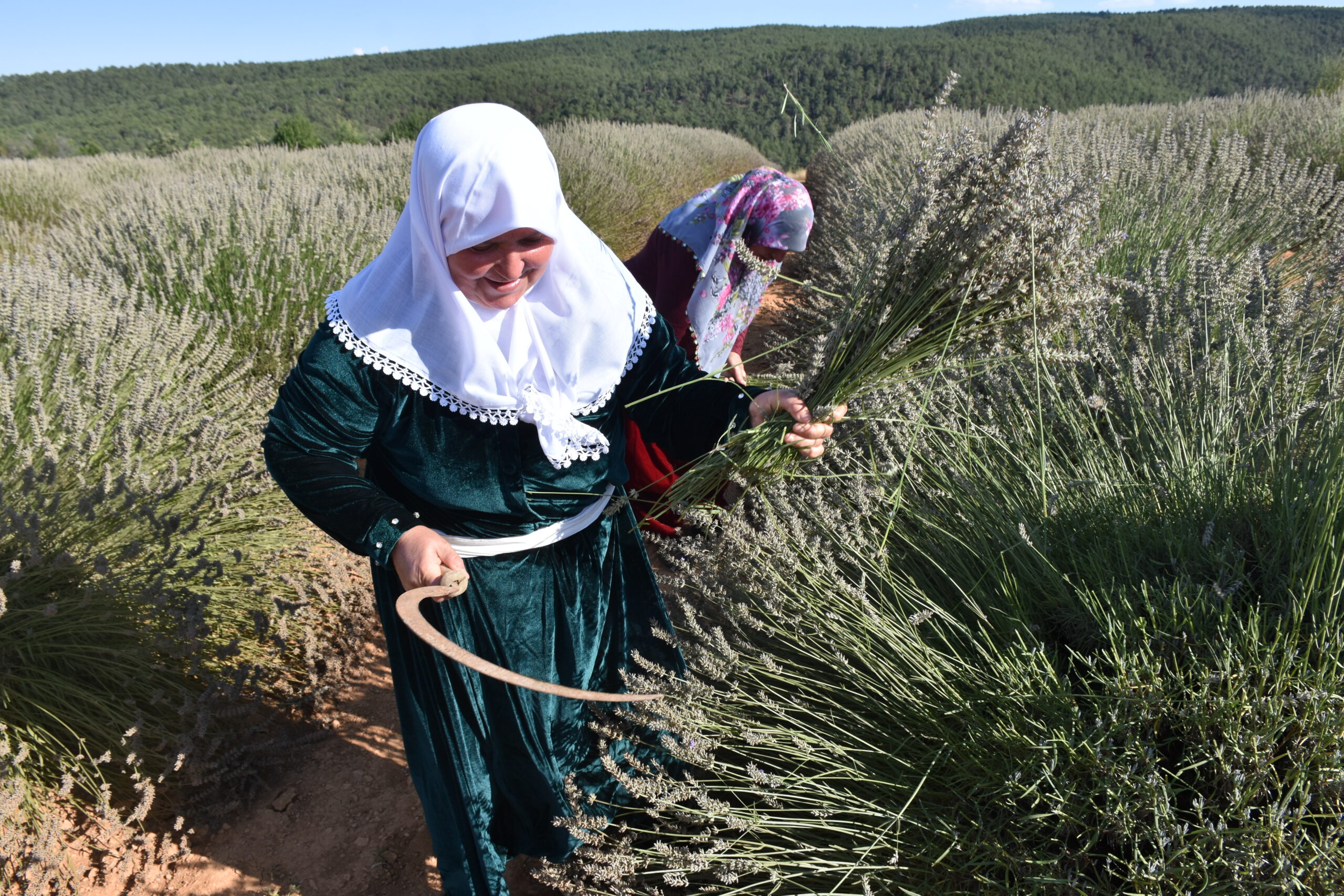 Afyonkarahisar’da lavanta bahçelerinde hasat başladı