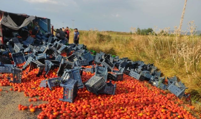 Domates yüklü kamyonet devrildi!