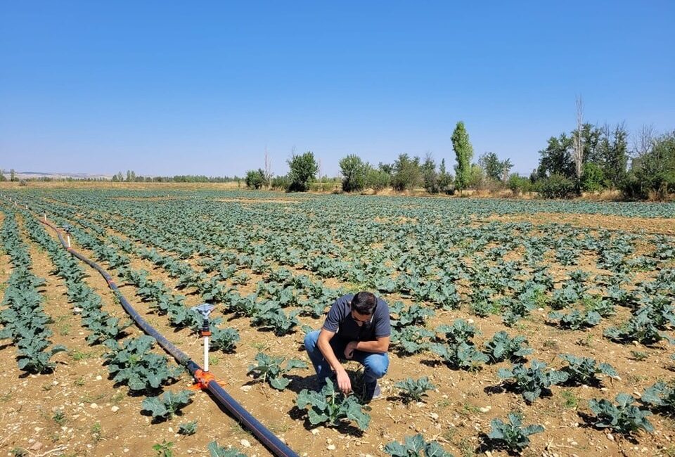 Afyonkarahisar Sinanpasa İlçe Tarım