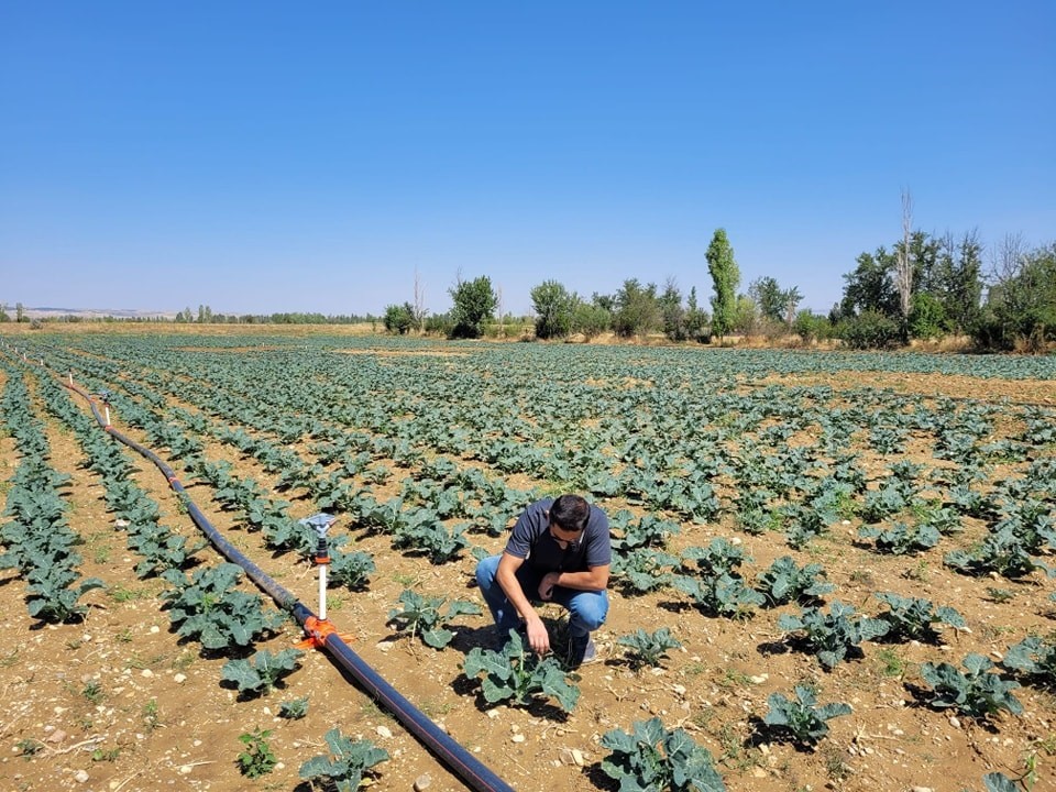 Afyonkarahisar’da brokoli alanları incelendi