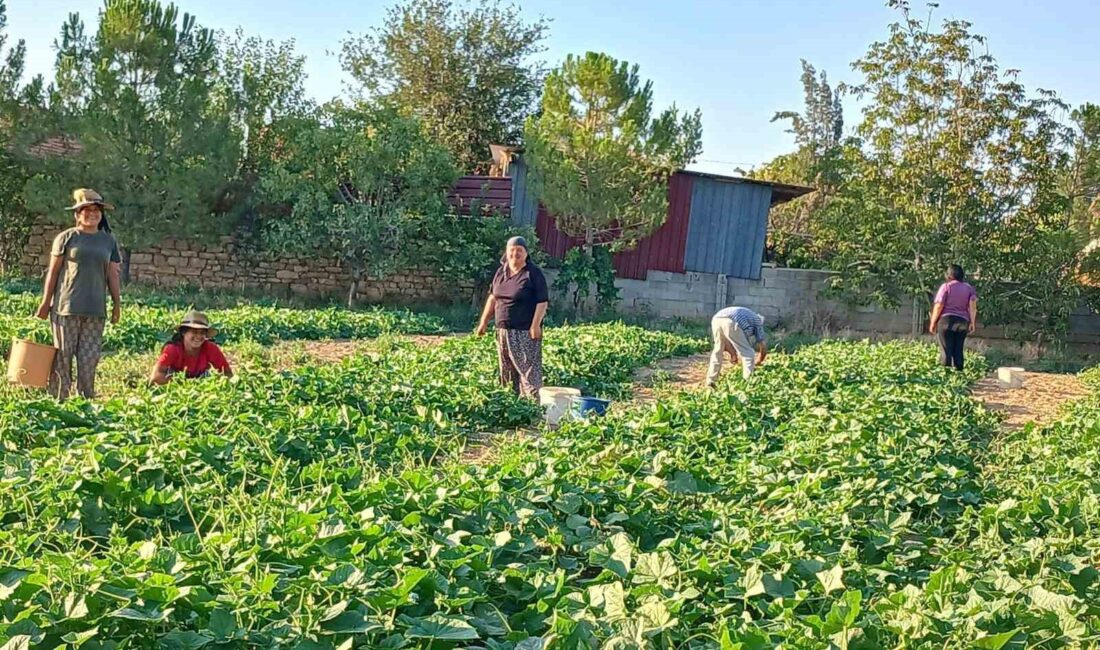 Afyonkarahisar’ın Başmakçı ilçesinde kornişon