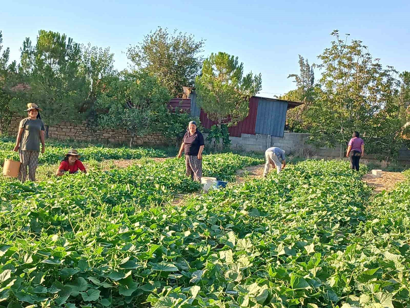 Başmakçı’nın kornişon salatalığı Avrupa sofralarını süslüyor