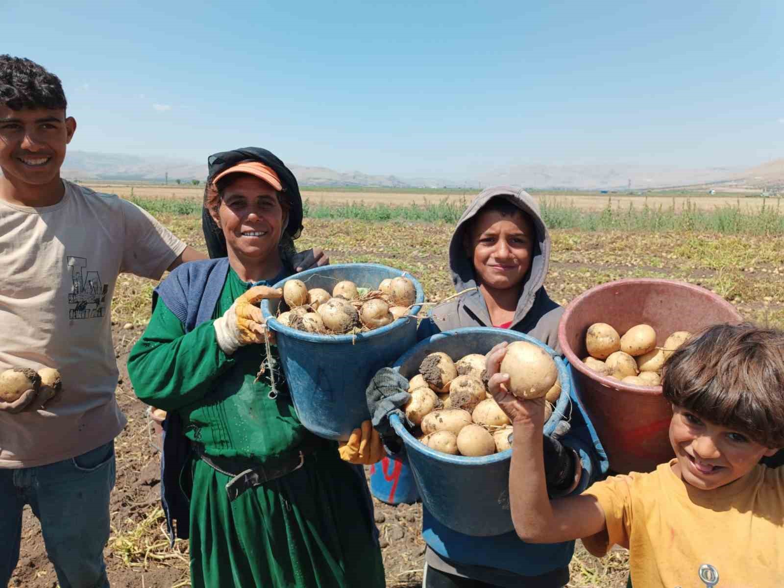 Kışlık ’agria’ cinsi patateste hasat başladı