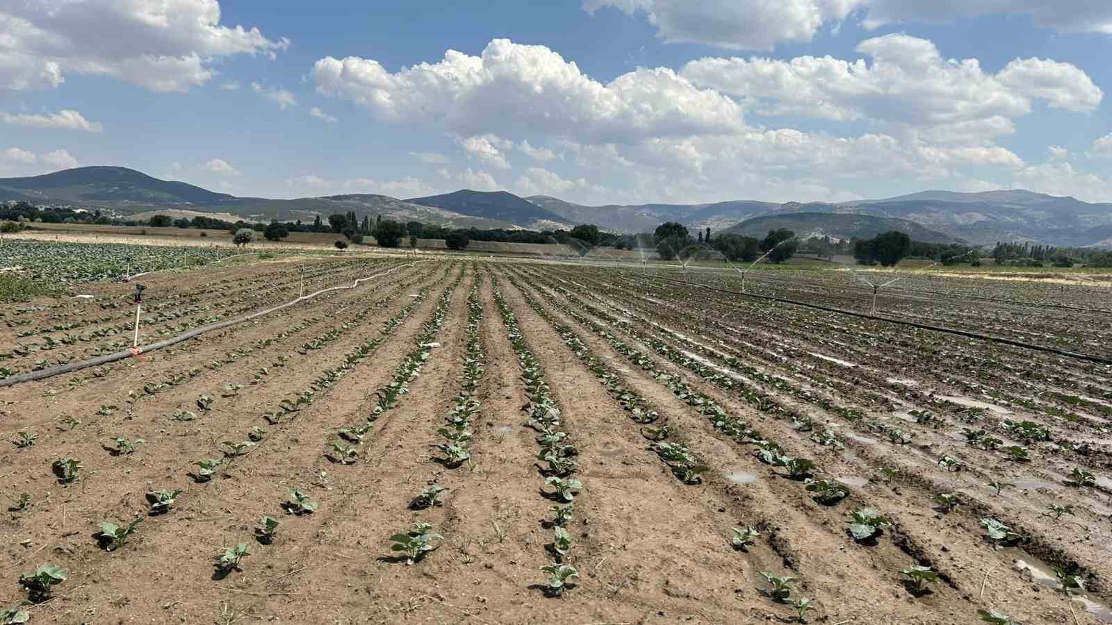 Sinanpaşa’da brokoli üretimi artıyor