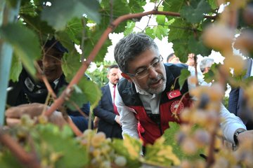 Tarım ve Orman Bakanı İbrahim Yumaklı, Tokat’ta Tokat Üzümü ve Asma Yaprağı Üzerine Yürütülen Biyoteknik Mücadeleyi İnceledi