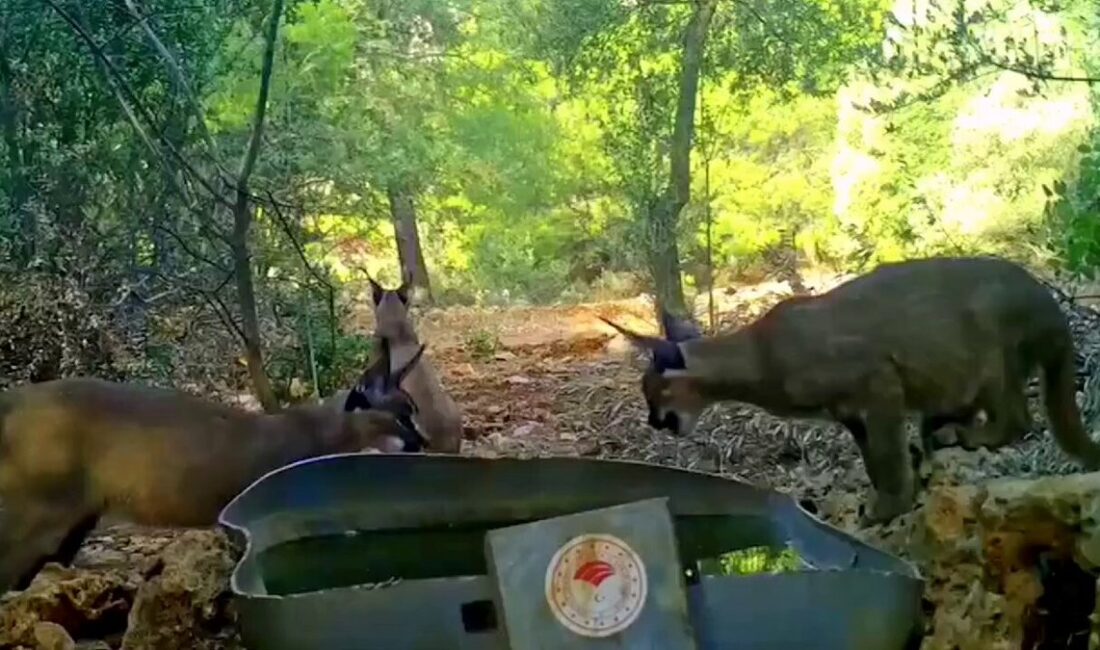 Anadolu’nun nadir türlerinden biri