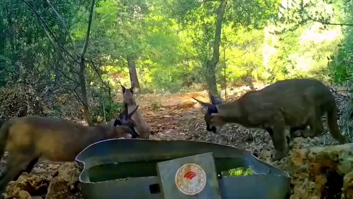 Anadolu’nun Nadir Türü Karakulaklar Fotoğraflandı