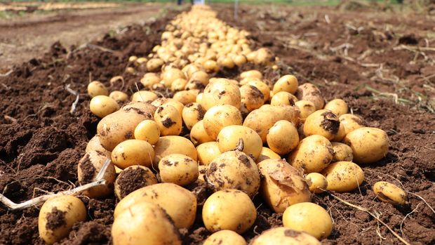 Bakanlıktan patates seferberliği!